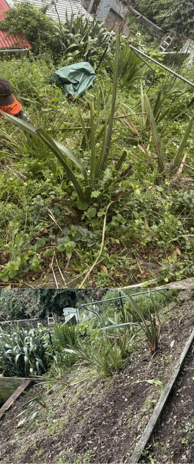Before and after section clearing beside a fence